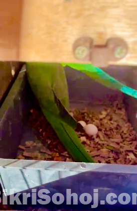 টিয়া পাখি ( ইন্ডিয়ান রিংনেট )